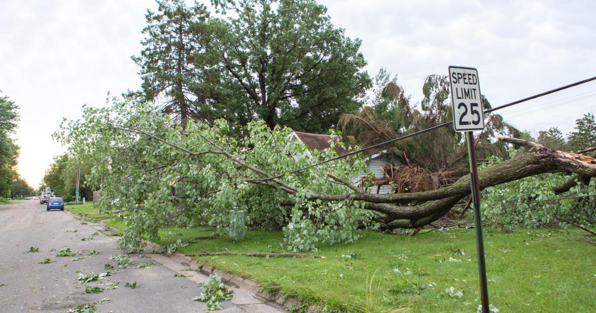 Fallen Tree