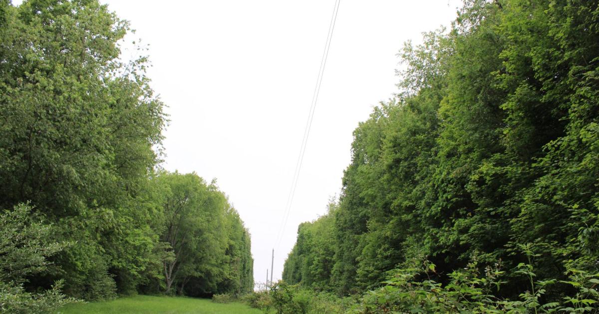 Trees
