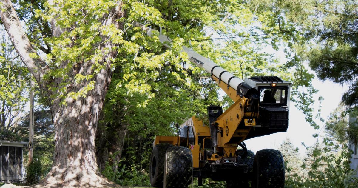 Tree Trimming
